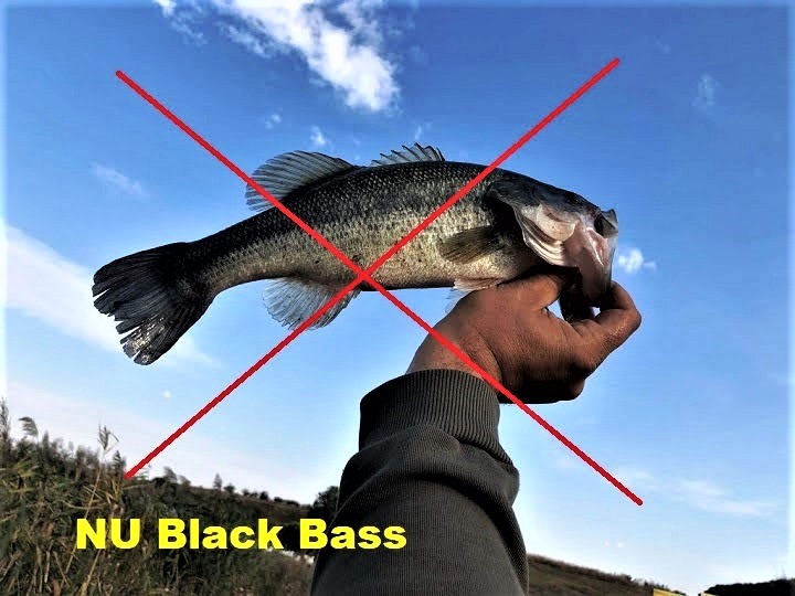 nu blakk bass la pescuit